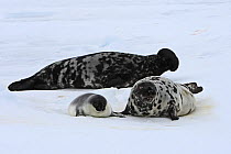 Hooded Seal (Cystophora cristata), female and pup age four days with male behind, Magdalen Islands, Canada