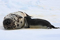 Hooded seal (Cystophora cristata), female and pup age four days, Magdalen Islands, Canada