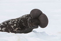 Hooded seal (Cystophora cristata), with inflated nasal sac during courtship display, Magdalen Islands, Canada