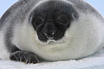 Hooded seal (Cystophora cristata), pup age four days, Magdalen Islands, Canada