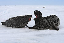 Hooded Seal (Cystophora cristata)  female chasing off a male,  Magdalen Islands, Canada