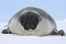 Hooded seal (Cystophora cristata), pup age four days, Magdalen Islands, Canada