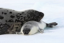 Hooded seal (Cystophora cristata), female and pup age 4 days, Magdalena Islands, Canada
