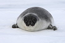 Hooded Seal (Cystophora cristata) pup age 4 days, Magdalen Islands, Canada