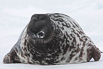 Hooded Seal (Cystophora cristata), male, Magdalen Islands, Canada