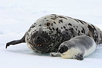 Hooded seal (Cystophora cristata), female and pup, Magdalen Islands, Canada