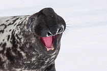 Hooded seal (Cystophora cristata), with inflated nasal sac during courtship display, Magdalen Islands, Canada.