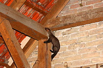 Beech marten (Martes foina) climbing in barn, Alsace, France
