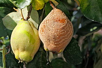 Rotting Quince fruit (Cydonia oblonga) caused by fungi (Monilia fructigena / linhartiana) Alsace, France