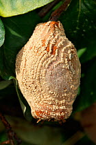 Rotting Quince fruit (Cydonia oblonga) caused by fungi (Monilia fructigena / Monilia linhartiana) Alsace, France