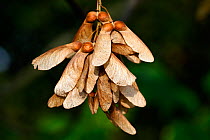 Sycamore (Acer pseudoplatanus) seeds, Alsace, France