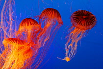 Japanese Sea nettle or North Pacific Sea Nettle jellyfish (Chrysaora melanaster)  Monterey Aquarium, USA