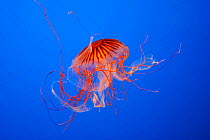 Japanese Sea nettle or North Pacific Sea Nettle (Chrysaora melanaster), Monterey aquarium, USA