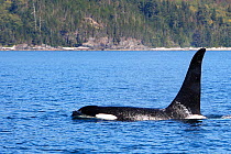 Killer whale (Orcinus orca) at surface,Johnstone strait, British Columbia, Canada