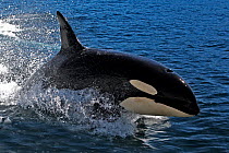 Killer whale  (Orcinus orca), Johnstone strait, British Columbia, Canada.