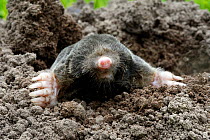 European mole (Talpa europaea) in a garden emerging of a molehill, Alsace, France