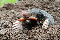 European mole (Talpa europaea) at surface of soil in garden, eating a worm, Alsace, France. Small repro only