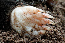 European mole (Talpa europaea) in garden, close up of the front foot, Alsace, France, August. Dead specimen.