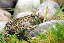 Common midwife toad (Alytes obstetricans), male, Vaucluse, France