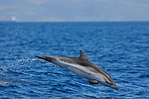 Striped dolphin (Stenella coeruleoalba) breaching,  Strait of Gibraltar, Spain