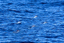 Tropical two-wing flyingfish (Exocoetus volitans) Strait of Gibraltar, Spain