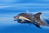 Striped dolphin (Stenella coeruleoalba) Strait of Gibraltar, Spain