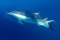 Striped dolphin (Stenella coeruleoalba)  Strait of Gibraltar,  Spain