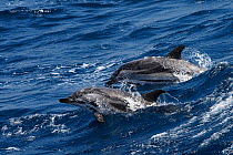 Striped dolphin (Stenella coeruleoalba) breaching, Strait of Gibraltar, Spain