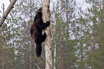 Wolverine (Gulo gulo), climbing a tree, Kuhmo, Finland