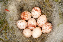 Great tit (Parus major) nest with eggs, Alsace, France