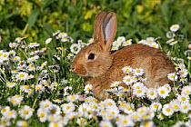 Baby domestic rabbit in the Daisy (Bellis perennis) flowers, Alsace,  France