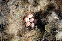 Great tit (Parus major) nest with eggs, Alsace, France