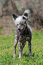 Chinese Crested Dog, standing in the grass, France