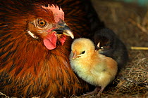 Domestic hen and chicks in chicken coop, Alsace, France