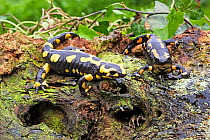 Barred fire salamander  (Salamandra salamandra terrestris), two animals, Alsace, France
