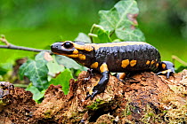 Barred Fire Salamander  (Salamandra salamandra terrestris), on ground, Alsace, France