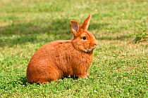 Domestic rabbit - Le Dore de Saxe. Standing outdoors with tattooed ear. Saxony, Alsace, France