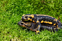 Barred fire salamander  (Salamandra salamandra terrestris), pair mating on moss, Alsace, France