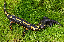 Barred fire salamander  (Salamandra salamandra terrestris), two animals on moss, Alsace, France