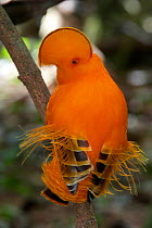 Guianan Cock-of-the-rock (Rupicola rupicola), courtship ritual, Guianan Shield, Suriname