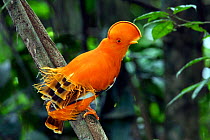 Guianan Cock-of-the-rock (Rupicola rupicola), during courtship display, Guianan Shield, Suriname