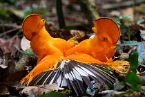 Guianan cock-of-the-rock (Rupicola rupicola), two males fighting during lek, Guianan Shield, Suriname