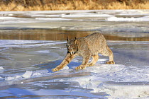 Canadian lynx (Lynx canadensis);walking on frozen river, captive, USA