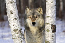 Grey Wolf (Canis lupus) in between birch trees, captive, USA