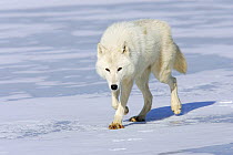 Arctic wolf (Canis lupus arctos) walking on snow, captive.