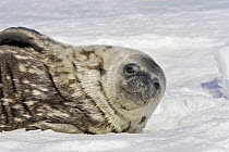 Weddell seal(Leptonychotes weddellii)  pup on ice, Brown Bluff, Antarctic Peninsula