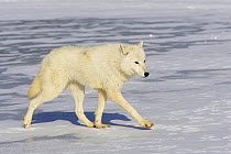 Arctic wolf (Canis lupus arctos) walking on snow, captive.