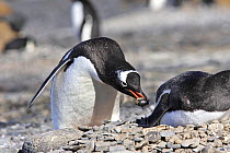 Gentoo penguin (Pygoscelis papua) collecting stone to build the nest,  Brown Bluff, Antarctic Peninsula