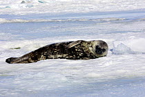 Weddell seal (Leptonychotes weddellii), pup on ice,  Brown Bluff, Antarctic Peninsula