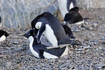 Adelie penguins (Pygoscelis adeliae), pair mating, Half Moon Island, Antarctic Peninsula